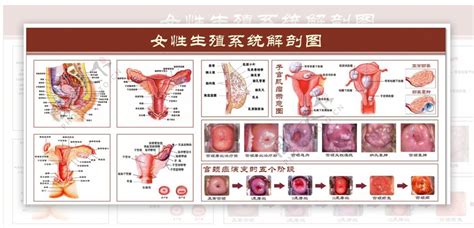 女性私密處構造|女性生殖系統、女性陰道口位置圖片